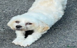 Havanese dogs for sale: Pure Havanese girl. Around ten years old - Image 2
