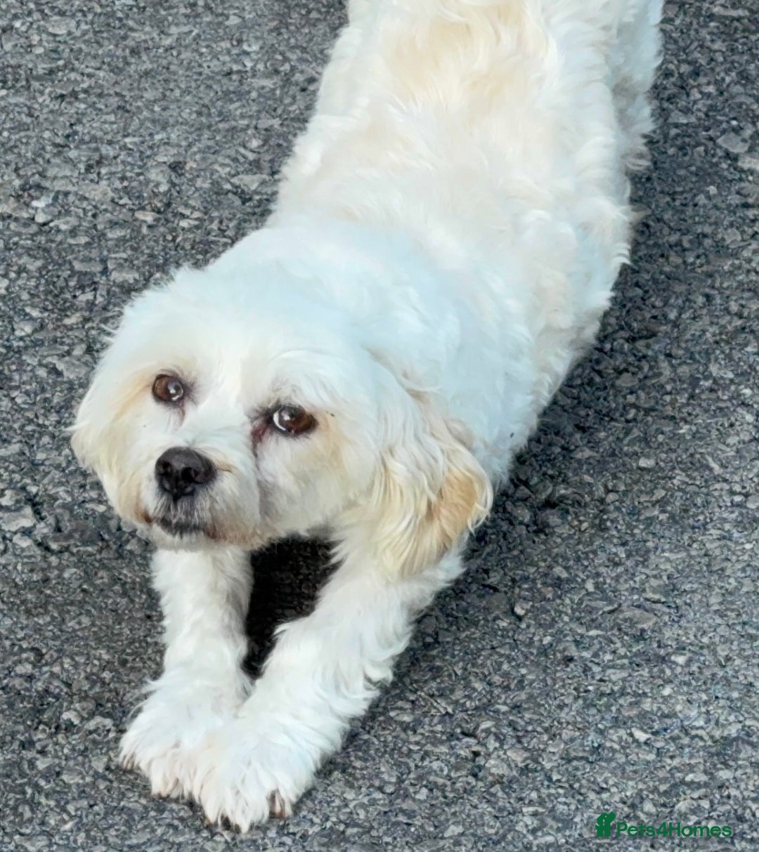 Havanese dogs for sale: Pure Havanese girl. Around ten years old - Image 2