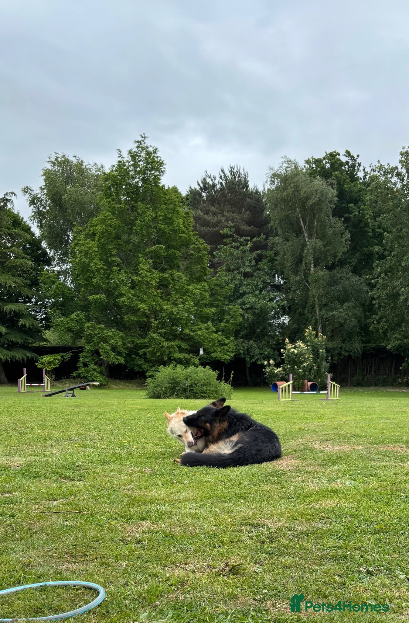 German Shepherd dogs Apricot/Cream GSD FEMALE  - Advert 7