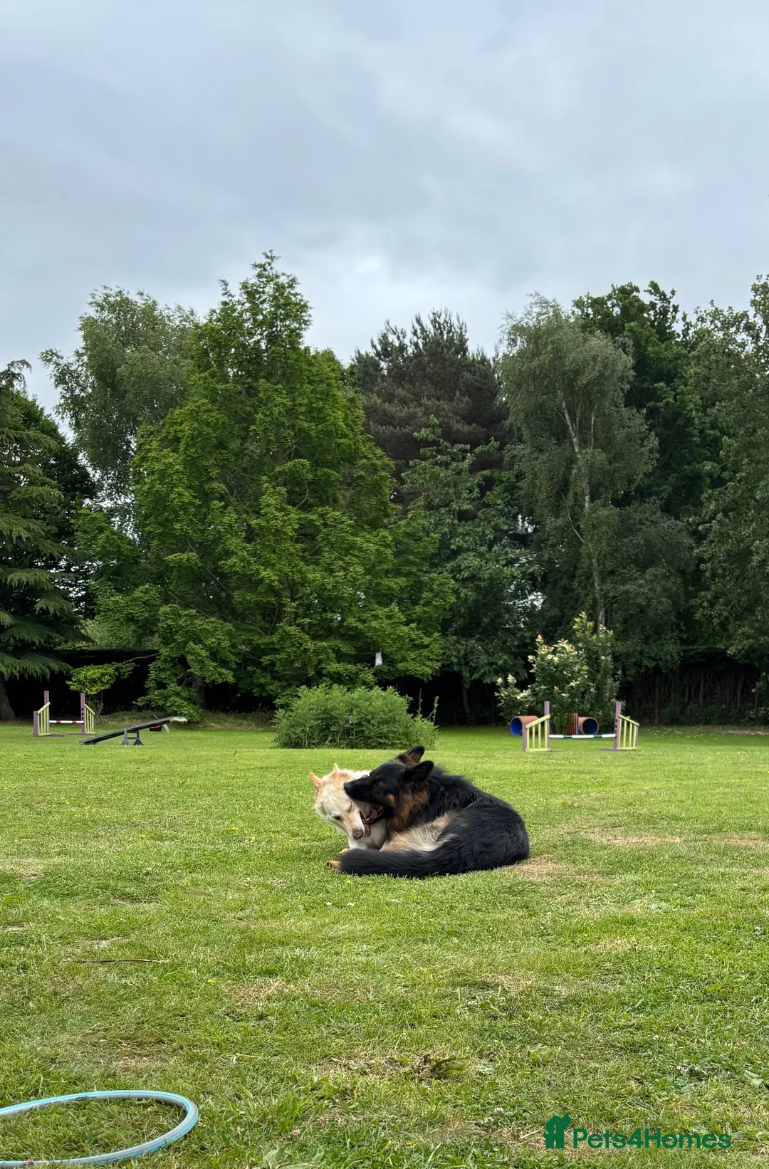 German Shepherd dogs for sale: Apricot/Cream GSD FEMALE  - Advert 2
