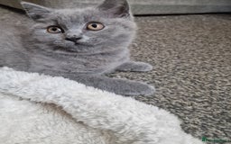British Shorthair cats for sale: British shorthair  - Image 12
