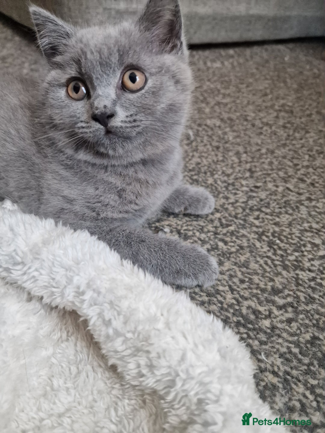 British Shorthair cats for sale: British shorthair  - Image 12