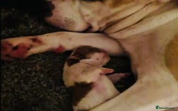 English Bulldog dogs for sale: Beautiful girl English bulldog - Image 5