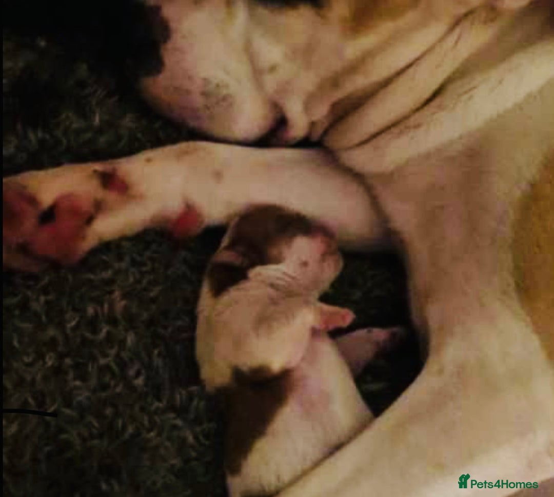 English Bulldog dogs for sale: Beautiful girl English bulldog - Image 5