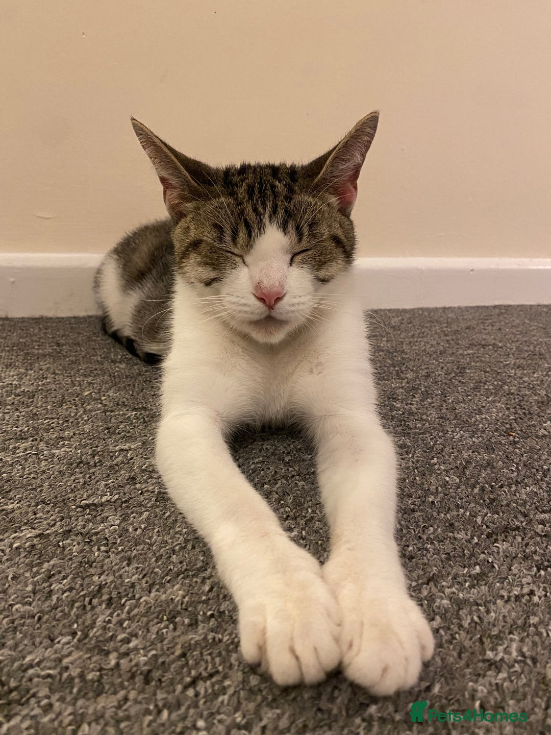 Mixed Breed cats for sale: Cuddly and extremely friendly girl ❤️ - Advert 2