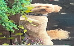 Cavapoochon dogs for sale: Cavapoochon Puppies ready from 20th December 2025  - Advert 28