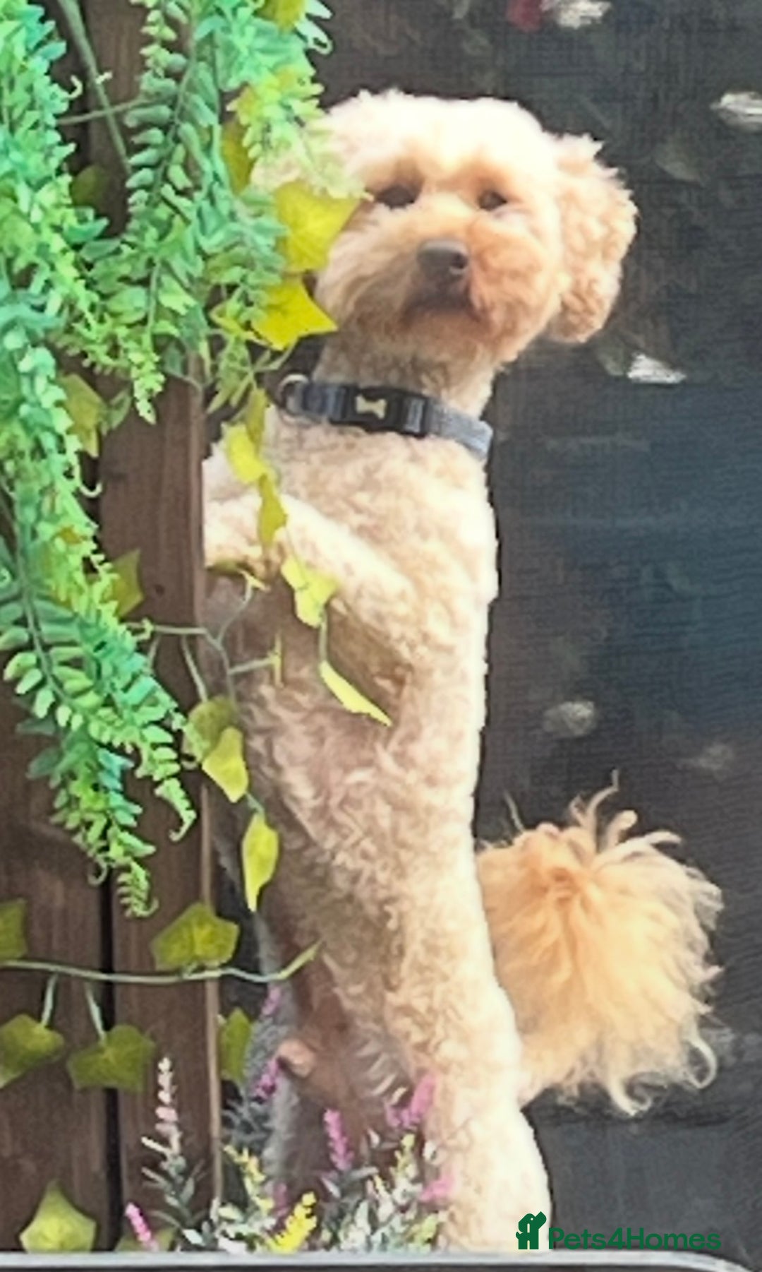 Cavapoochon dogs for sale: Cavapoochon Puppies ready from 20th December 2025  - Advert 28