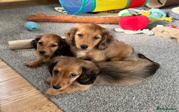 Miniature Dachshund dogs for sale: Longhaired shaded red puppies - Image 24