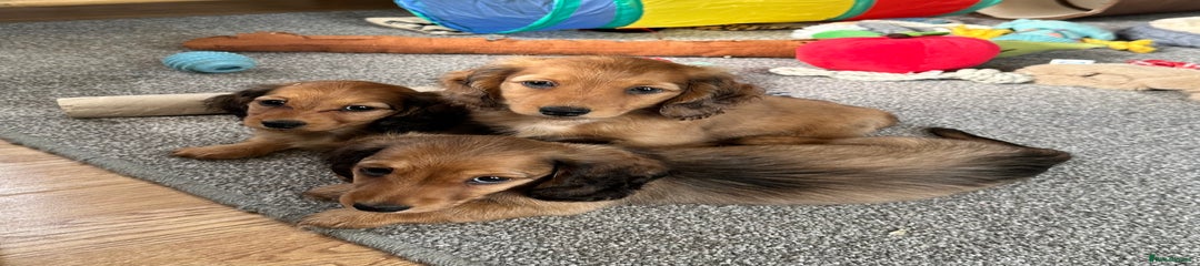 Miniature Dachshund Puppy 2