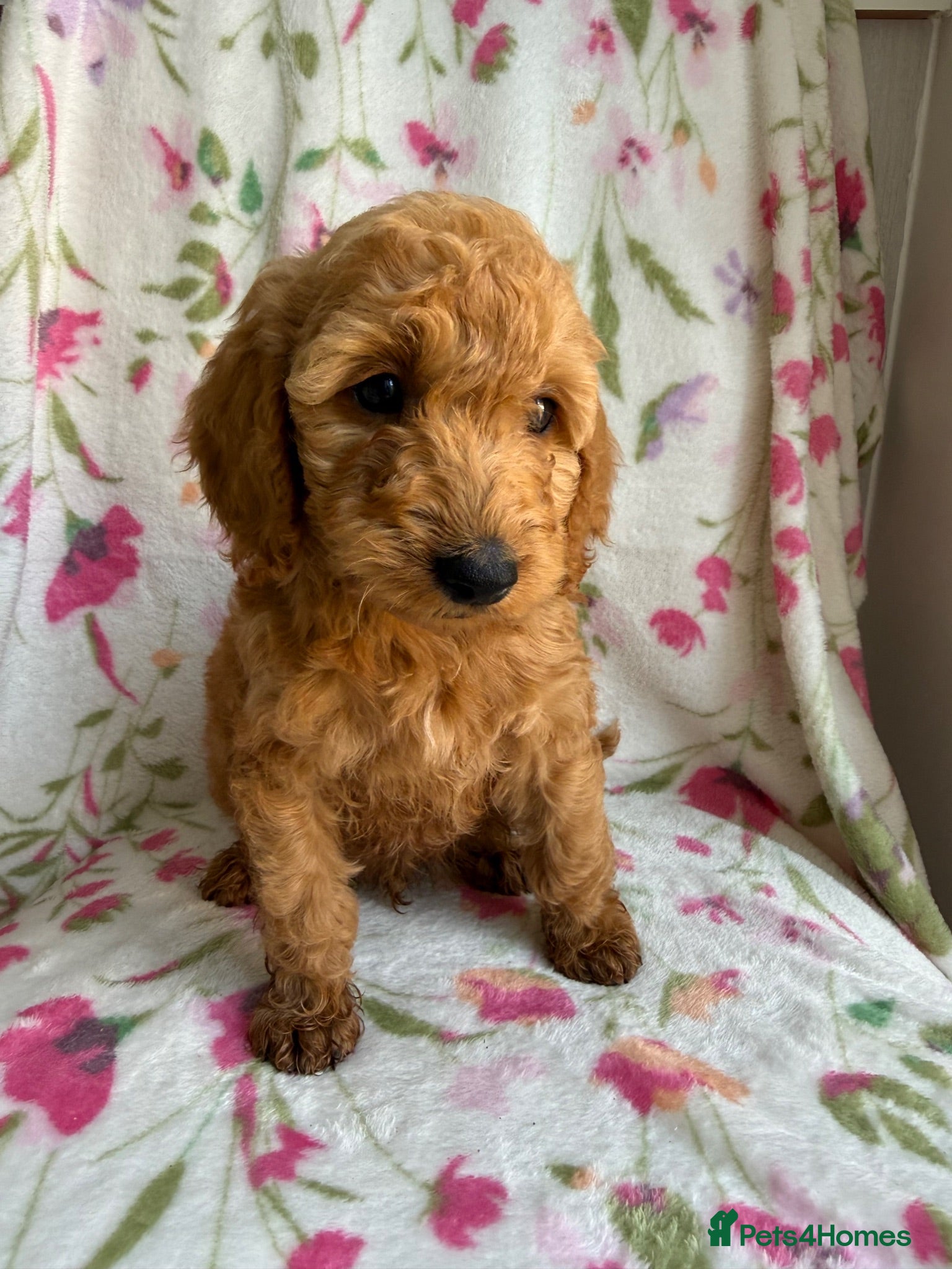 Cockapoo dogs READY TO LEAVE!!! LAST 4 COCKAPOO PUPPIES - Advert 2