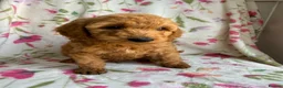Cockapoo dogs for sale: LAST 3 READY TO LEAVE!!! COCKAPOO PUPPIES - Advert 3