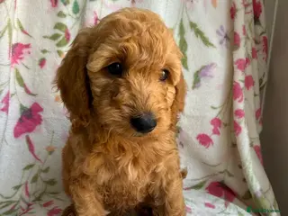 Cockapoo dogs READY TO LEAVE!!! LAST 4 COCKAPOO PUPPIES - Advert 1