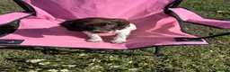 English Springer Spaniel dogs for sale: English springer spaniel pups for sale - Advert 34