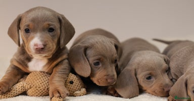 Miniature Dachshund dogs - Advert 5