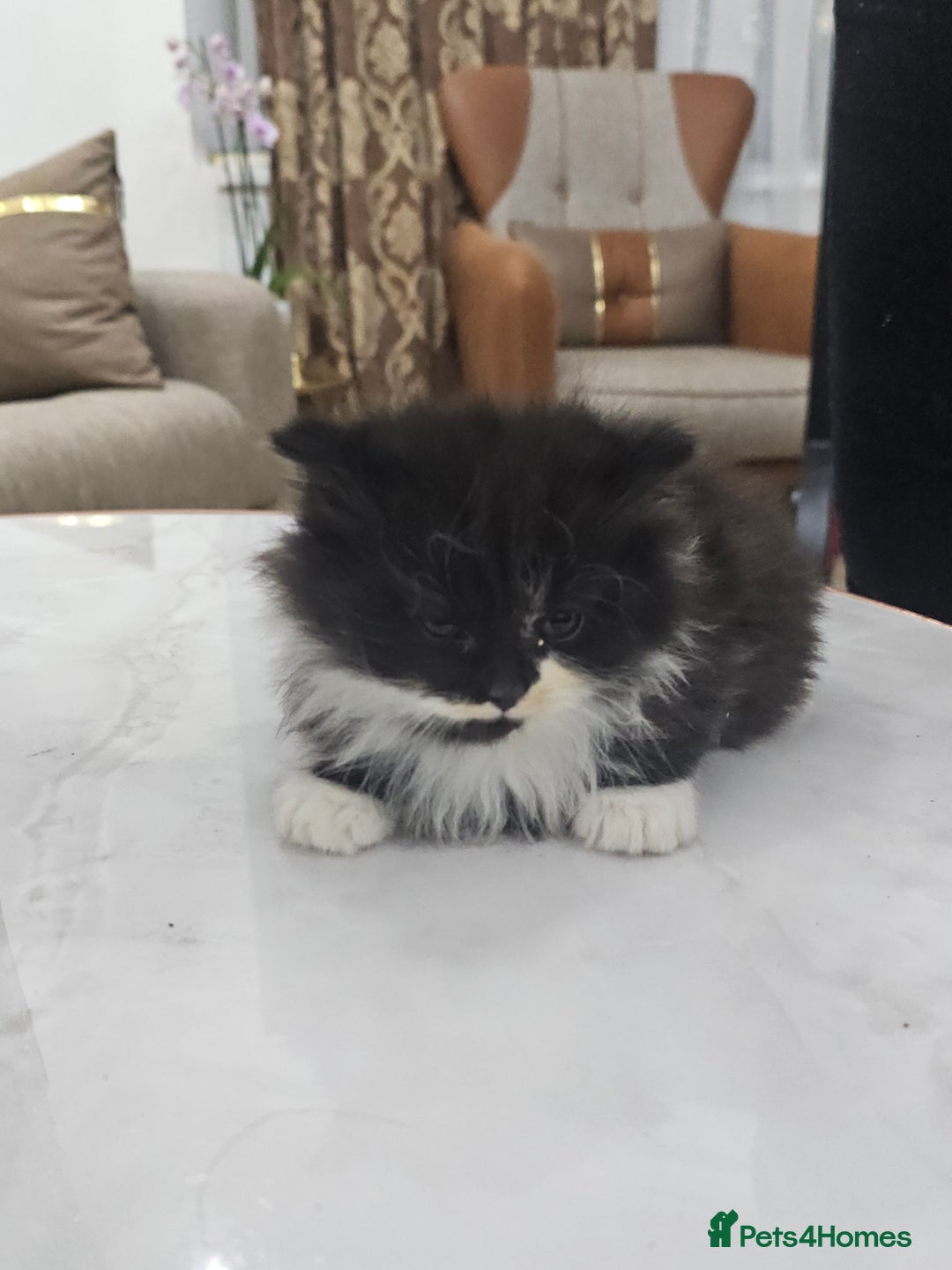 Persian cats for sale: Adorable half perian kittens available now,  - Advert 26