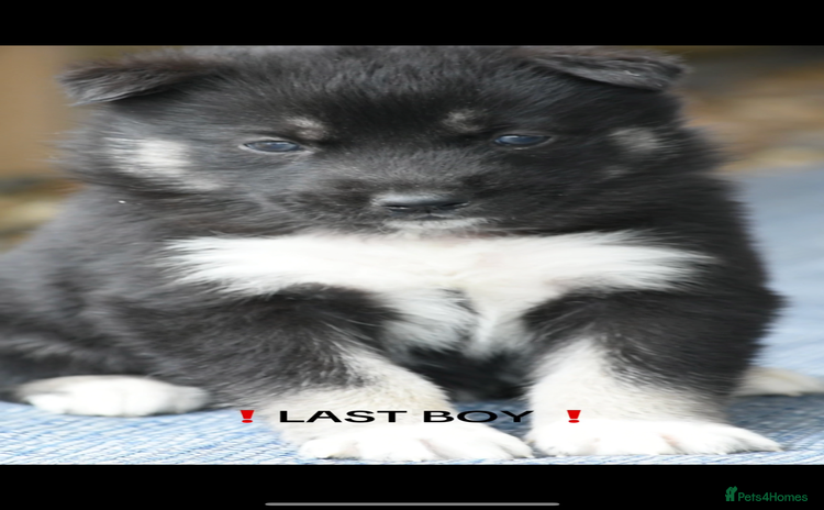 Siberian Husky dogs - Advert 1