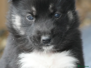 Siberian Husky dogs - Advert 3