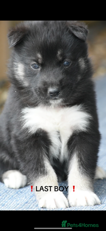 Siberian Husky dogs - Advert 1