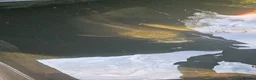 Koi Carp fish for sale: Koi fish for sale due to moving house - Advert 9