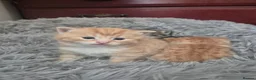 British Longhair cats for sale: Stunning Female Ginger Kittens - Advert 5