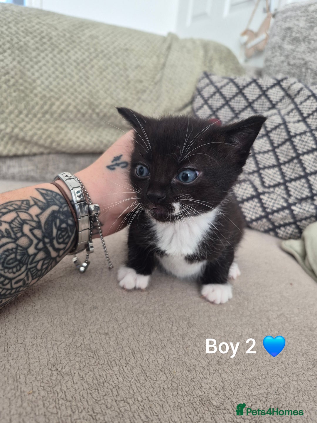 Mixed Breed cats for sale: Beautiful grey and tabby kittens  - Advert 14