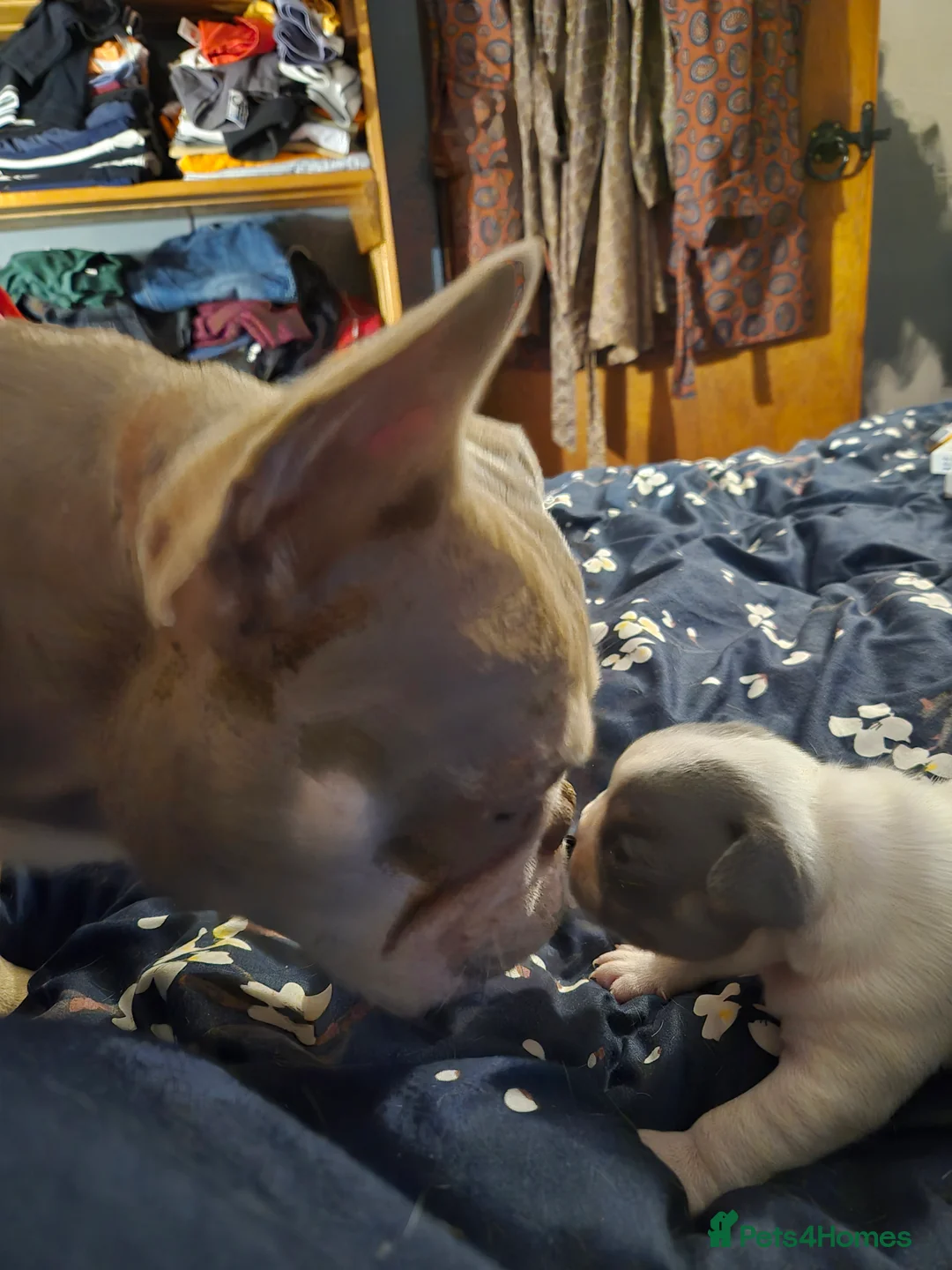 French Bulldog dogs for stud: Isabella French Bulldog for Stud - Advert 2