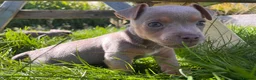 Jack Russell dogs for sale: Ready to leave lilac jack Russell’s  - Advert 12
