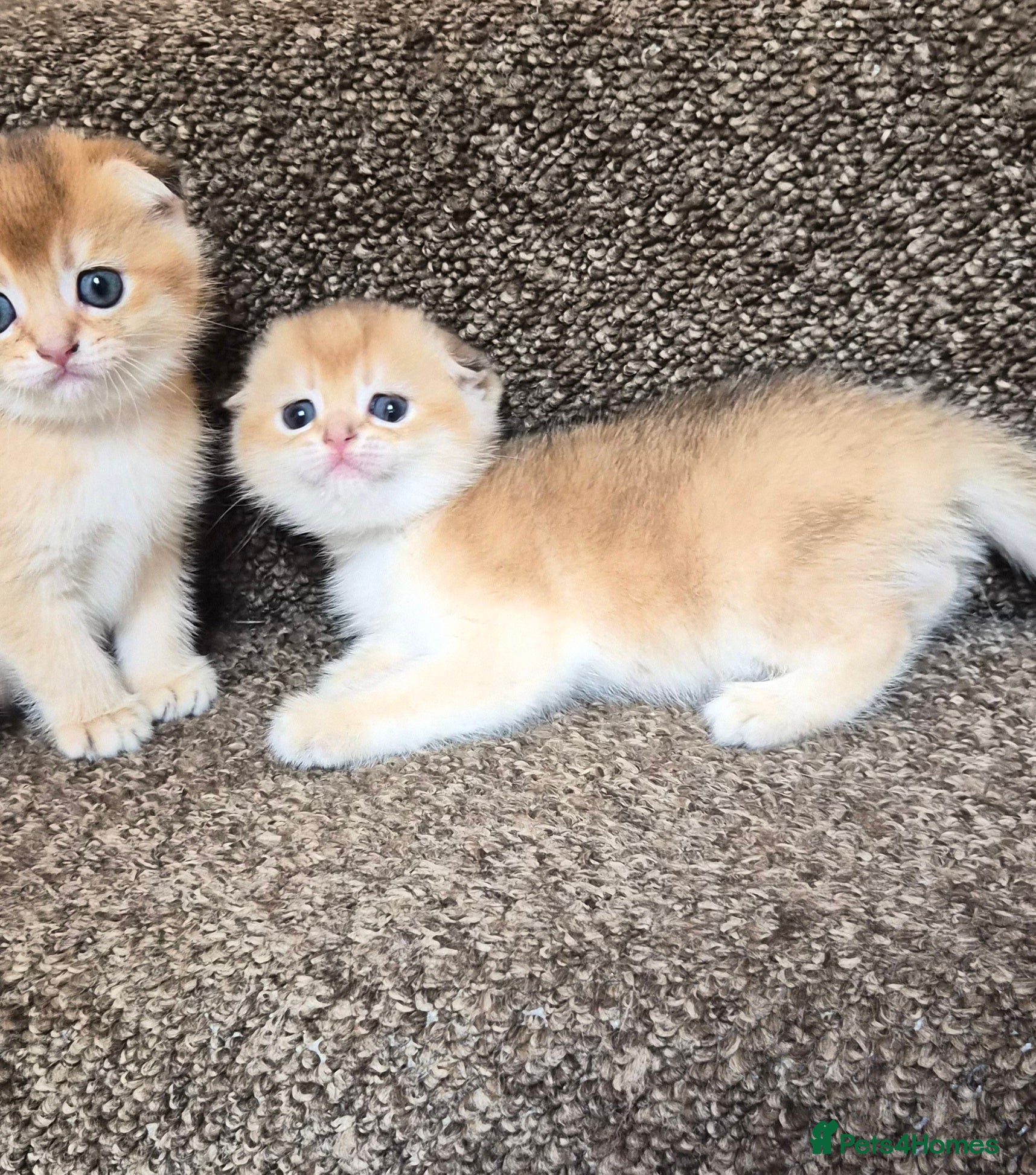 Scottish Fold cats 2 Scottish fold and straight kittens available  - Advert 5