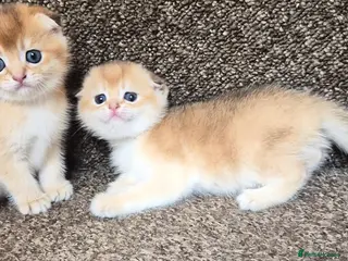 Scottish Fold cats 2 Scottish fold and straight kittens available - Advert 5