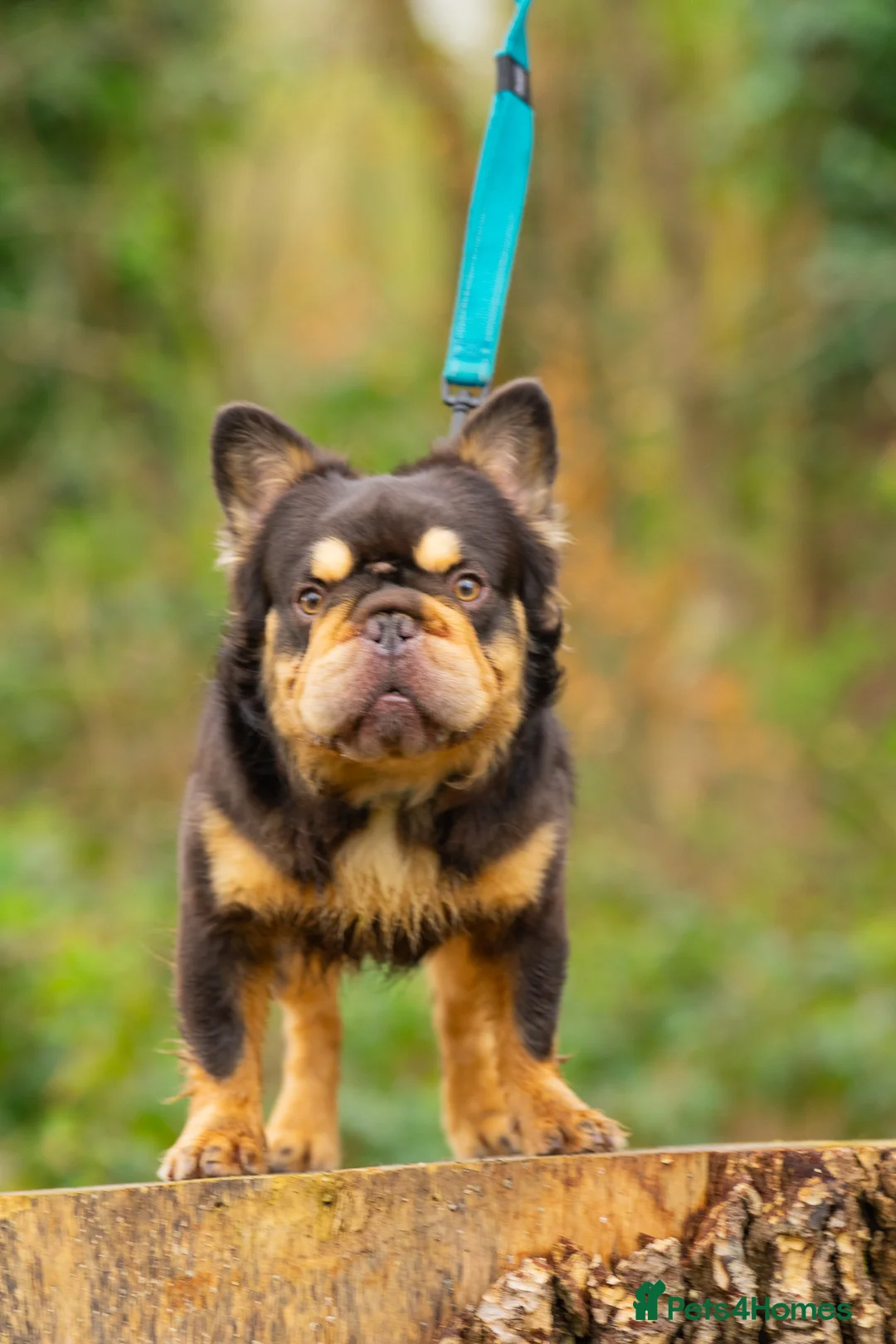 French Bulldog dogs for stud: Visual Big 🧶 Fluffy Stud in Abertillery - Advert 9