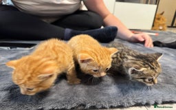 Mixed Breed cats for sale: Kittens - Image 4
