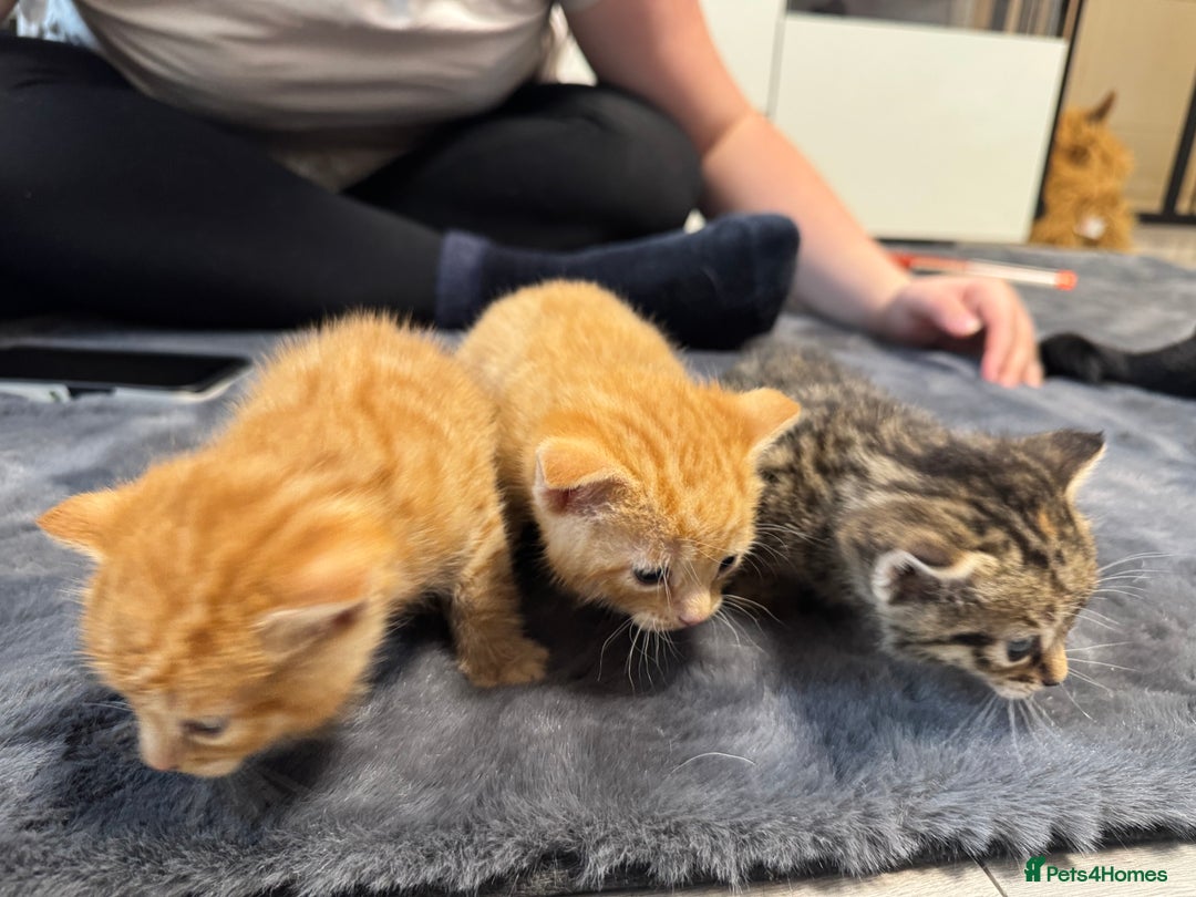 Mixed Breed cats for sale: Kittens - Image 4