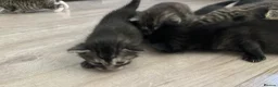 Russian Blue cats for sale: Beautiful black silver grey tabby kittens  - Advert 15