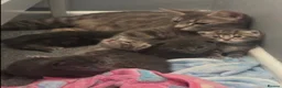 Russian Blue cats for sale: Mixed Russian Blue Kittens - Advert 11
