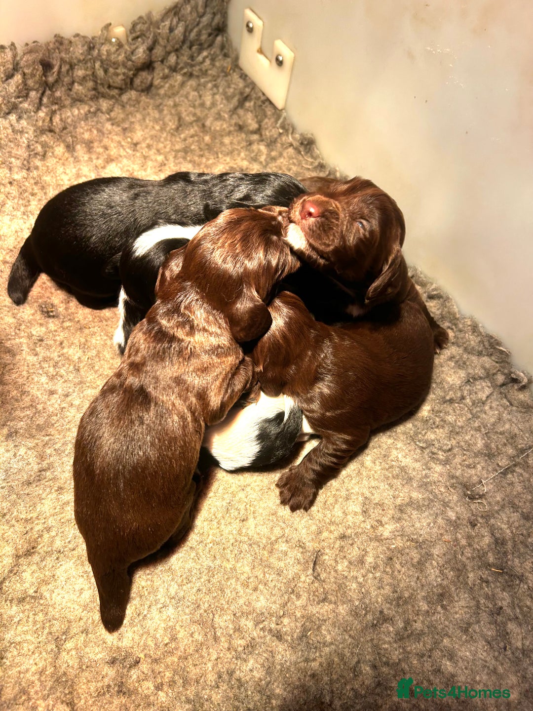 Sprocker dogs for sale: Beautiful litter of sprocker pups - Advert 3
