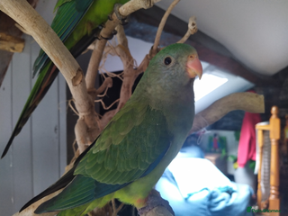 Parrots birds Silly tame female DNA sexed Barraband parrot. - Advert 10