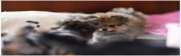 Pomeranian dogs for sale: WOLF SABLE FEMALE POMERANIAN RKC DNA  - Advert 7
