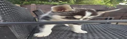 Siberian Husky dogs for sale: lovely pure breed husky puppies, ready to go in London - Advert 7
