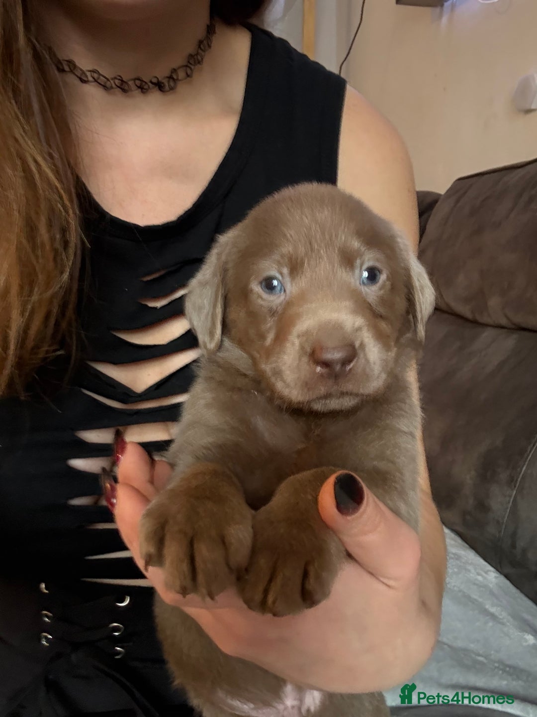 Labrador Retriever dogs for sale: Silver Labrador retriever puppies - Advert 38