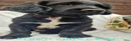 Sprocker dogs for sale: Sprocker Puppies READY NOW ✨️ - Advert 4