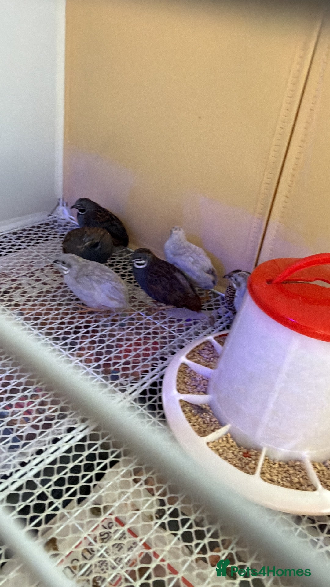 Quail poultry Button quails (male) - Advert 20