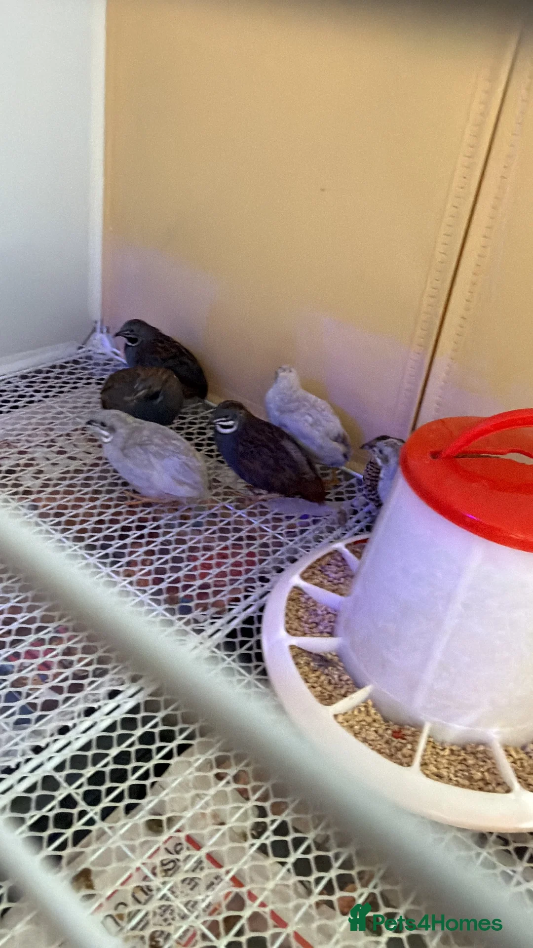 Quail poultry for sale: Button quails (male) - Advert 1