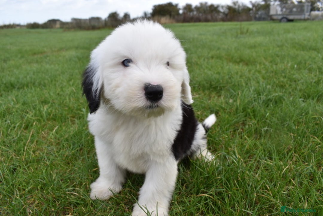 Old English Sheepdog dogs for sale: Stunning Old English Sheepdog Puppies KC Reg - Image 2