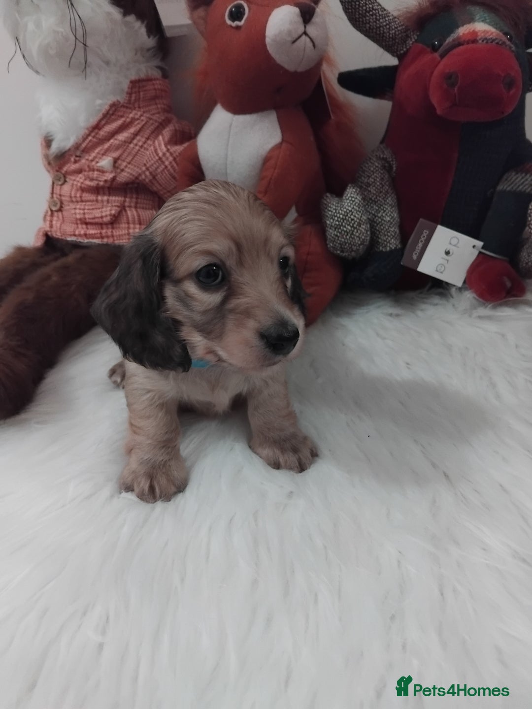 Miniature Dachshund dogs for sale: Miniture long haired dachshund puppies for sale  - Advert 11
