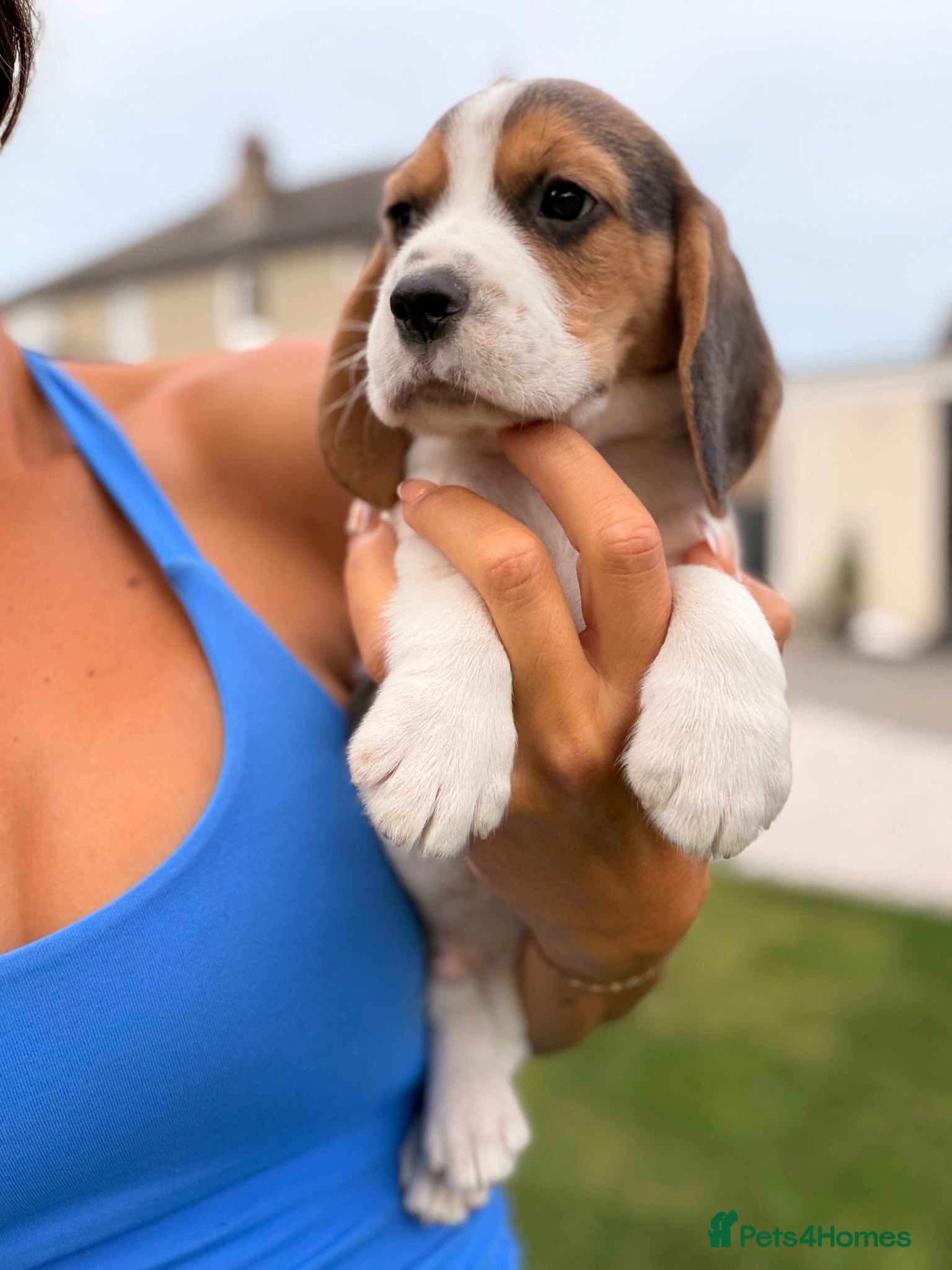 Beagle dogs KC reg beagle Boy 💙 Ready now  - Advert 1