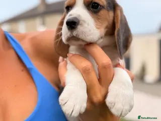 Beagle dogs KC reg beagle Boy 💙 Ready now - Advert 1