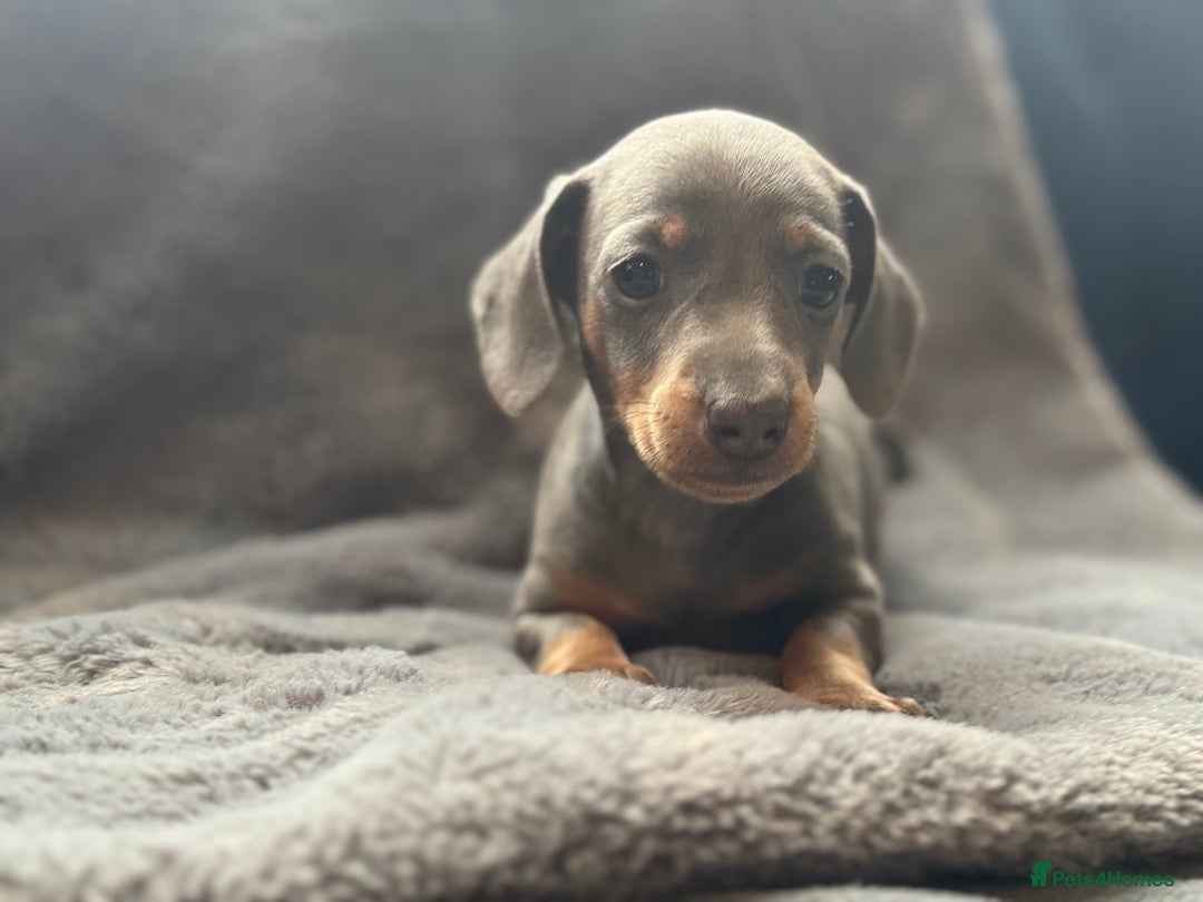 Mixed Breed dogs for sale: Outstanding family pets  - Image 8