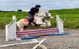 Irish Sports horses for sale: Horse lemon drizzle  - Image 4