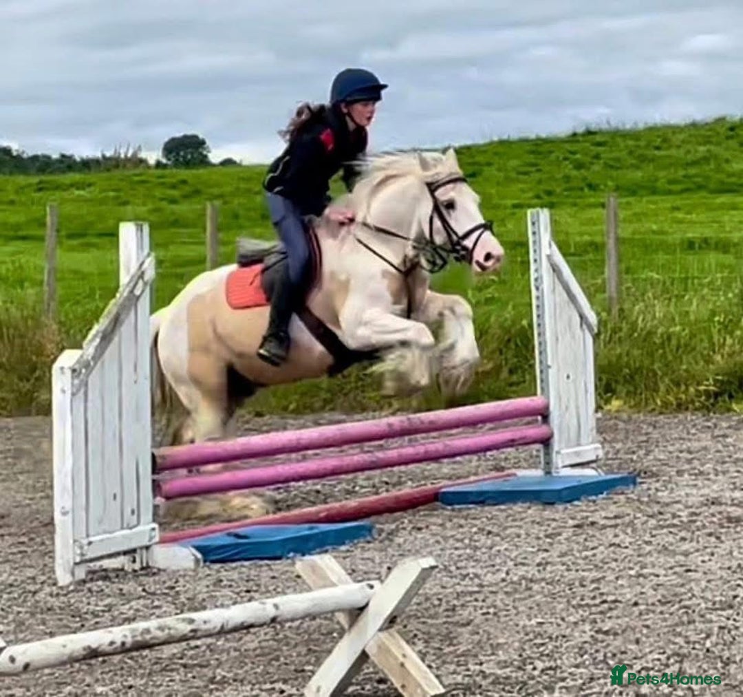 Irish Sports horses for sale: Horse lemon drizzle  - Image 4