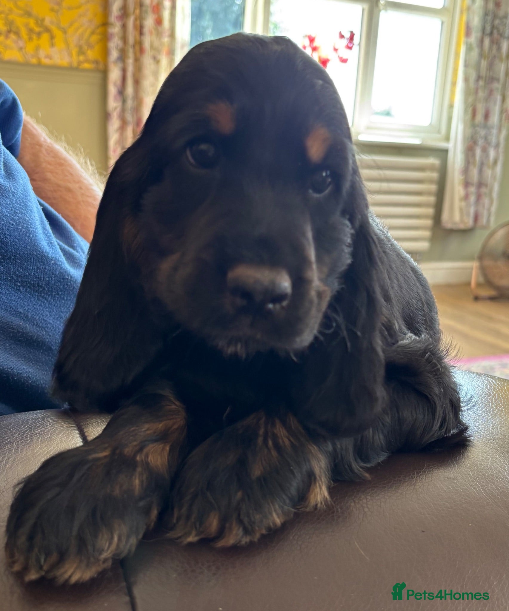 Cocker Spaniel dogs (READY NOW)  Gorgeous Show Cocker Spaniel Puppies - Advert 2